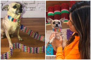 Dog Apparel