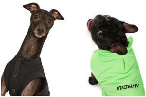 Dog Apparel