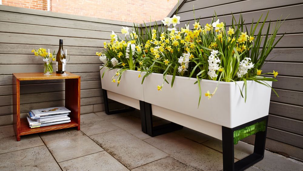 The Glowpear plant potDesigner creates self-watering plant pot, Melbourne, Australia - Jul 2015*Full story: http://www.rexfeatures.com/nanolink/qt74A keen gardener who wanted to grow his own food from his apartment in the heat of summer has invented a self-watering plant pot so he never forgets to keep them hydrated. Lloyd Fenn's innovative Glowpear Urban Garden holds 13 litres of water in a base reservoir and only sucks up water when the plant needs it. Previously his own attempts to grow produce in the inner city of Melbourne, Australia, highlighted a lack of time and space to properly grow his fruits, vegetables, herbs and flowers. However, now he only needs to water his plants as rarely as once a month in the summer - and even less often in cooler climates. The Urban Garden, which costs £128, is filled up either through the soil or directly into the water reservoir through a fill point. The self watering then works through wicking - where water in the reservoir is drawn up by capillary action as and when the plants need it - defying gravity.