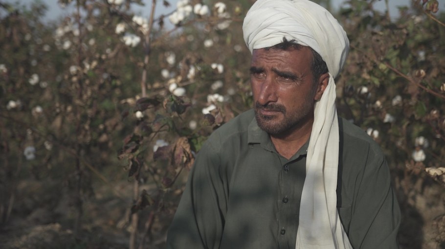 Denim mill Artistic Milliners launched the Indigenous Organic Cotton Project to revitalize Pakistan's cotton-growing heritage.