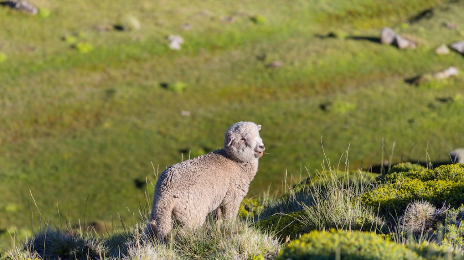 Eileen Fisher's sustainable wool promotes regenerative agriculture, which seeks to counteract and restore the balance of ecosystems.