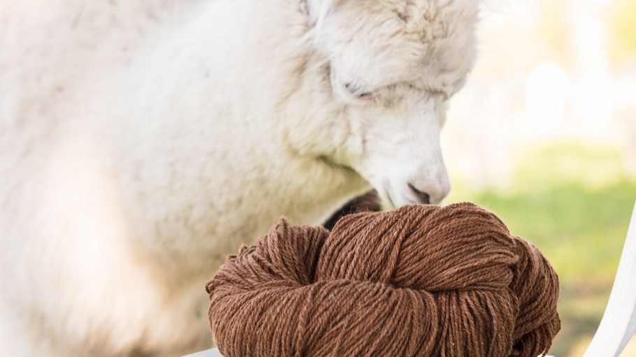 Textile Exchange has begun work on drafting a Responsible Alpaca Standard to ensure animals producing the fiber are treated humanely.