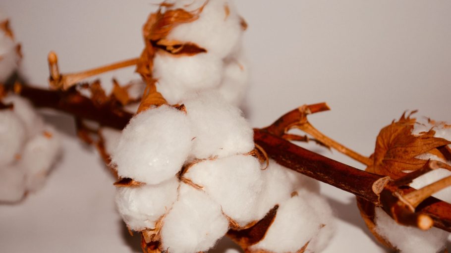 BCI’s retailer and brand members sourced a record 1.5 million metric tons of Better Cotton in 2019, representing a 40 percent increase.
