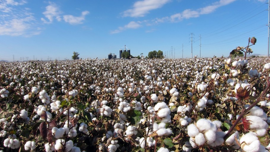 Cotton consumption has fallen in the midst of the coronavirus pandemic and all major consuming countries have been impacted, ICAC said.