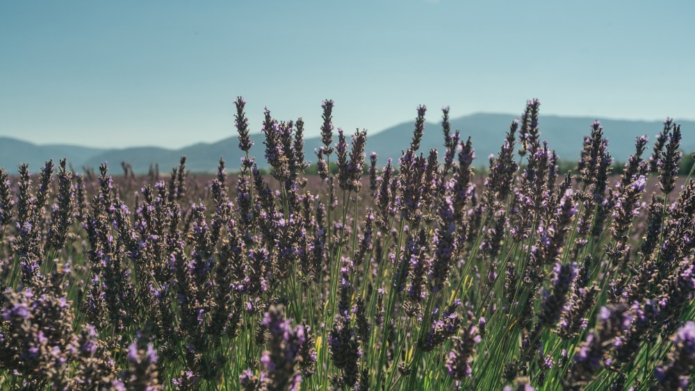 A lavender field.
