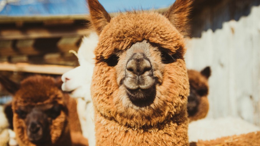 Valentino became the first luxury house to ban alpaca wool following a PETA exposé that appeared to show animal abuse.