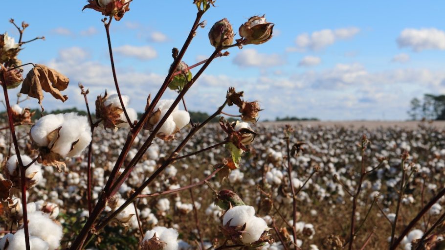 cotton field