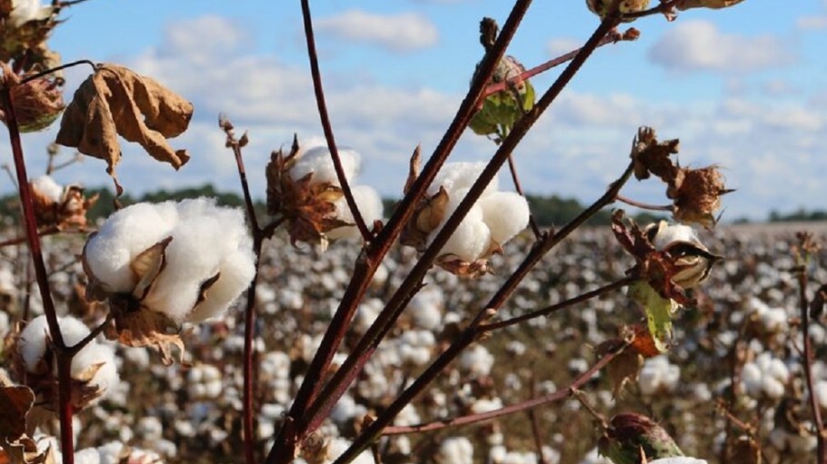 The Organic Cotton Accelerator and the Partnership for Sustainable Textiles set a strategic cooperation for transparent supply chains.