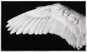 Robert Longo. Study of Angel Wing. Ink and charcoal on vellum, 2020. 19 1/4 x 33 inches. Courtesy the artist and Metro Pictures, New York.