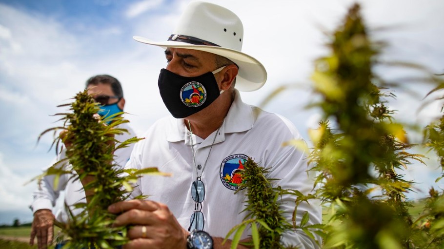 L.A.'s Hemp Traders launched of a line of hemp knit fabrics, making American-made hemp fabrics available to the textile and fashion sector.