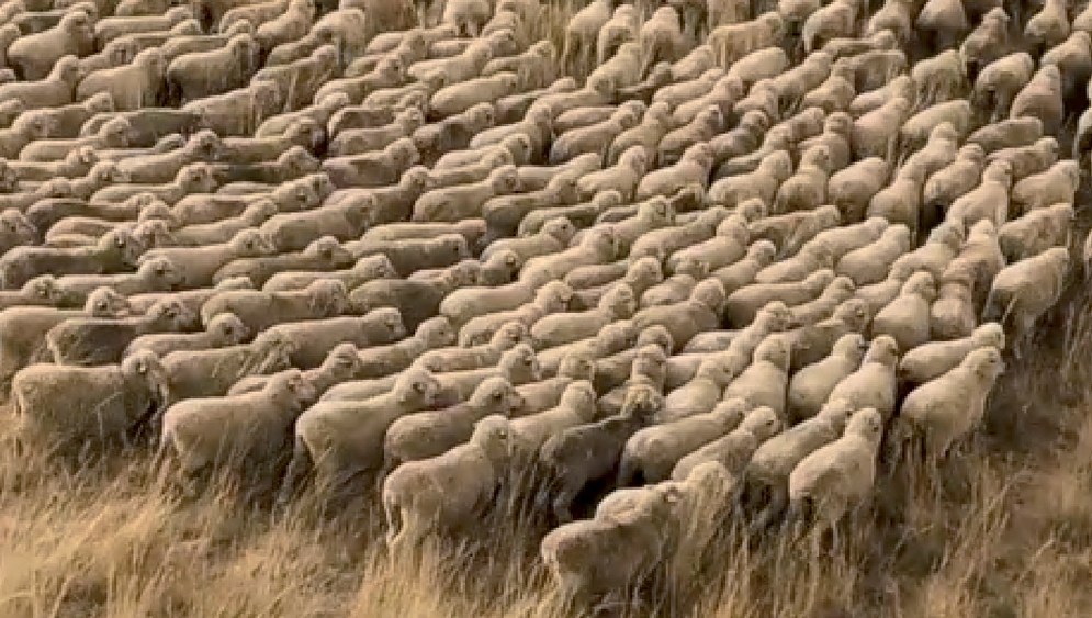 Congi Farm