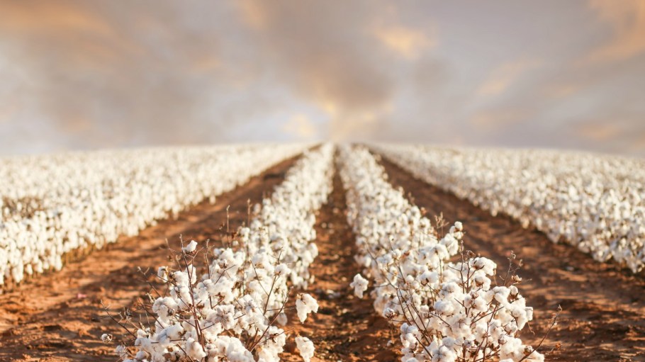 Cotton USA, which promotes U.S. cotton fibers and finished goods, is launching Cotton USA Solutions, a technical consultancy program.