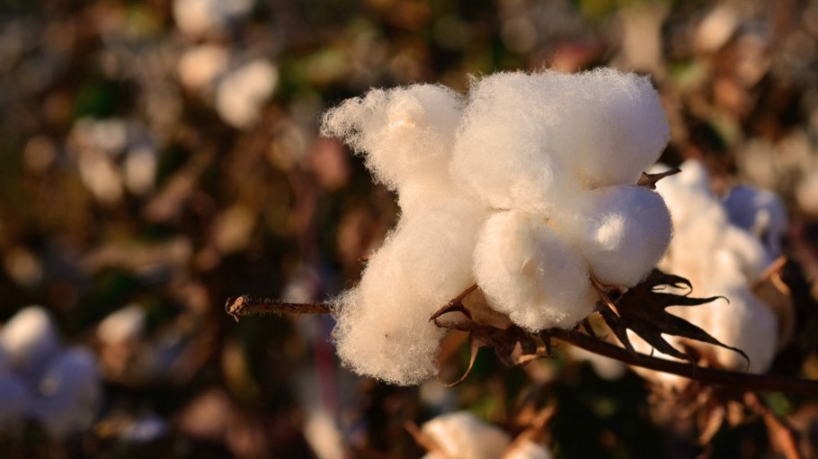 Beyond its use in apparel and textiles, the versatile plant can also be made into edible oils, animal feed and fuel.