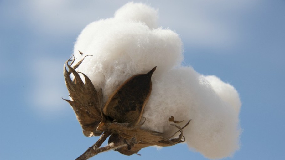 The second-annual World Cotton Day, set for Oct. 7, will come to life this year through virtual events covering topics surrounding cotton.