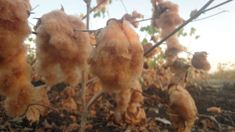 As the appetite for sustainable, non-harmful fibers increases, colored cotton is poised for growth, and India is poised to capitalize.