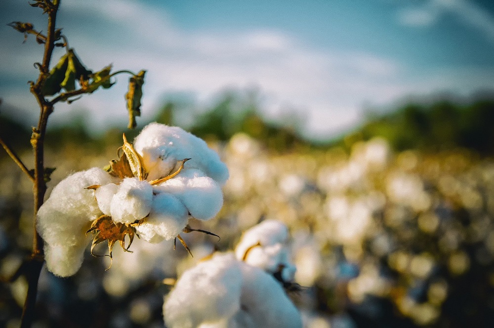 Gap Inc. has joined the U.S. Cotton Trust Protocol and Textile Exchange’s 2025 Sustainable Cotton Challenge.
