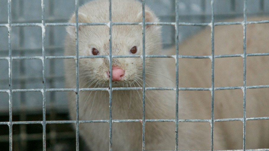 Denmark plans to exhume millions of the dead animals over fears that the rotting carcasses will pose a new health risk.