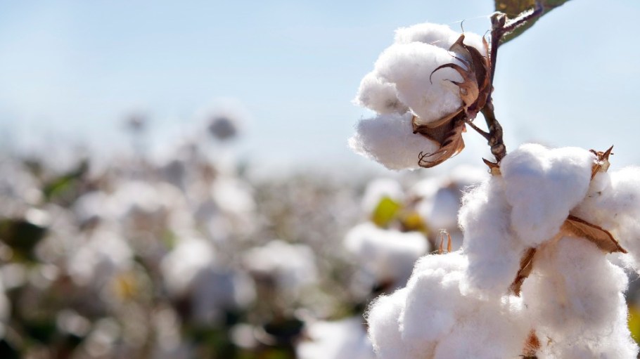 Ivory Coast, one of Africa's top cotton manufacturers, is looking to attract manufacturers