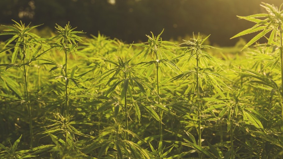 A new partnership with U.S.-based Panda Biotech is expected to bolster AGI Denim’s use of hemp across its fabric collections.