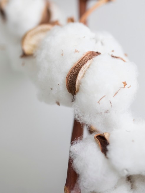 Testing provider Hohenstein is one of the 14 labs that are permitted to test for GMOs in organic cotton according to ISO/IWA protocols.
