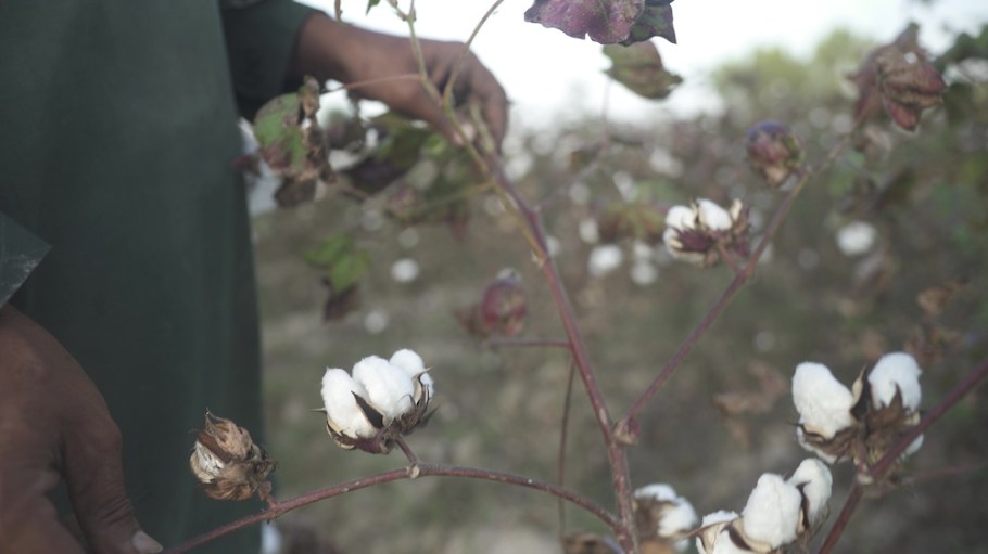 The first crop from the Milliner Organic Project earned in-conversion certification and will be used in an upcoming Jack & Jones collection.