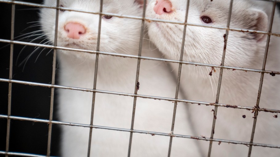 The Oregon legislature is mulling a potential ban on mink farming, which if passed would make the state the first to outlaw the practice.
