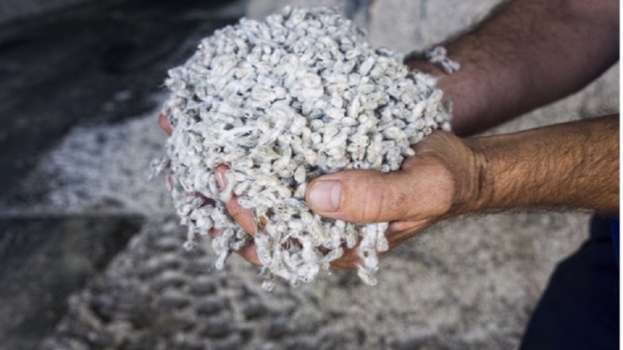The Organic Cotton Accelerator's new non-GM Cottonseed production guidelines aim to help safeguard the organic cotton supply chain.