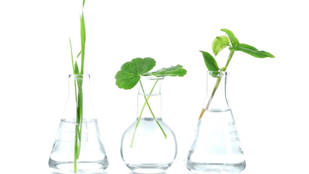 Plants in test tubes, isolated on white
