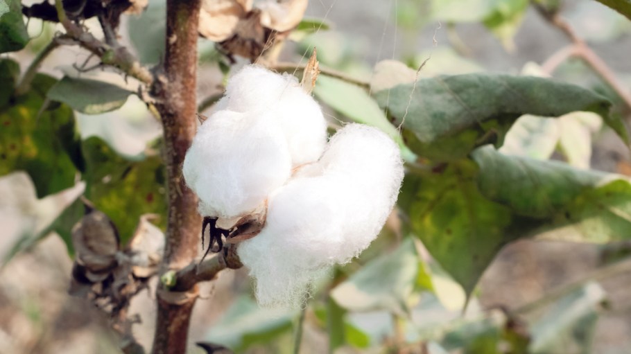 Experts from Artistic Milliners, Bestseller and OCA discuss the growing potential of Pakistan’s organic cotton supply.