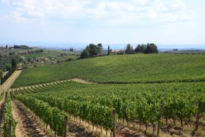 The scene at Cantine di Cerreto Estate.