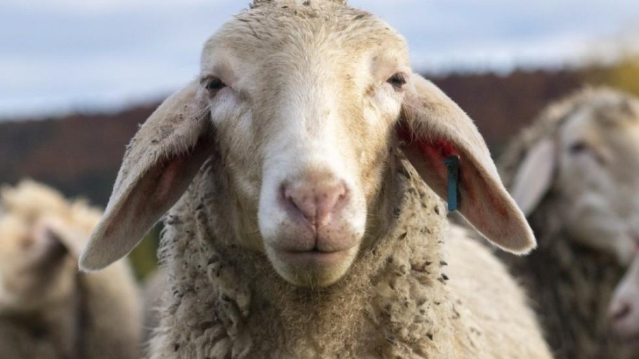 Brands have joined Four Paws in delivering a letter to AWI demanding a plan to end mulesing in the Australian wool industry.