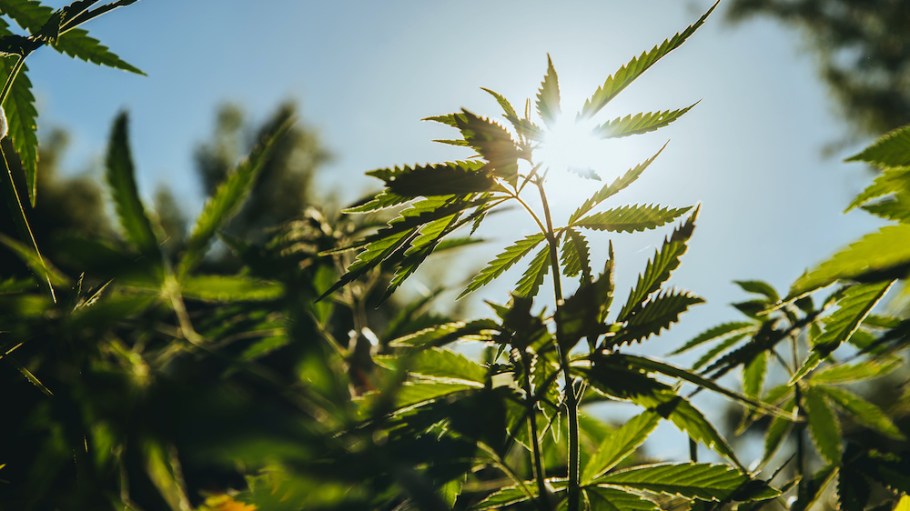Levi Strauss’s sustainability report documents its progress in fiber innovation and sets its sights on more hemp and sustainable cotton.