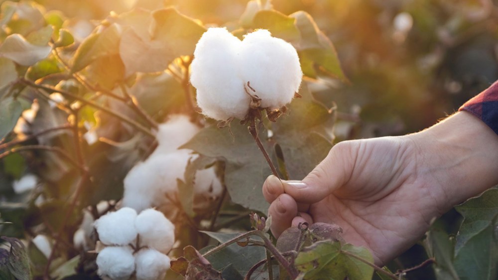 Ralph Lauren, sustainability, cotton