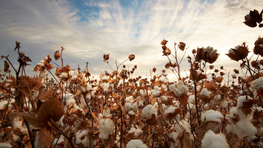 The Supima Harvest Symposium will feature virtual tours and roundtable discussions, providing a backstage pass to all things Supima cotton.
