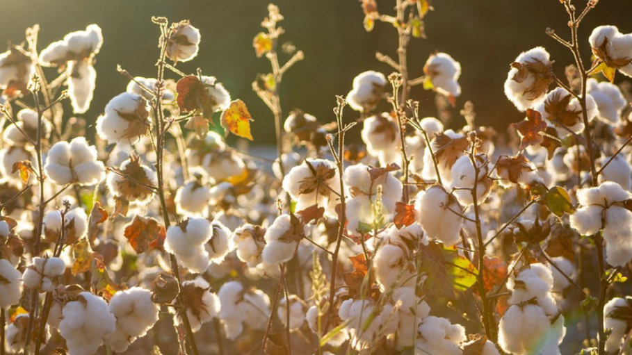 The U.S. cotton industry launched the U.S. Cotton Trust Protocol last year, setting a new standard in more sustainable cotton production.
