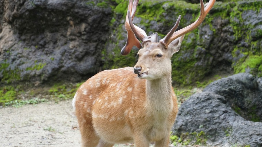 Japanese denim label Oikawa Denim developed a method for creating denim enhanced with hair from culled yezo sika deer.