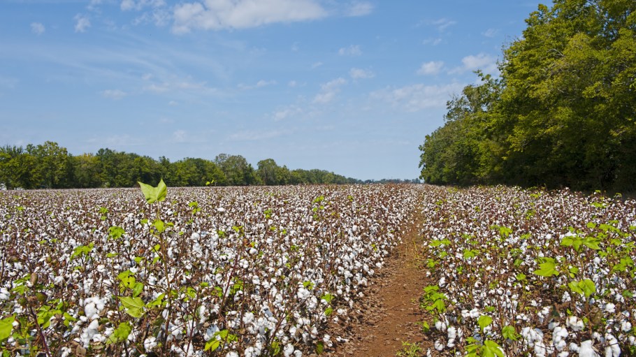 While prices for cotton have exploded higher this year, there's more to the story than meets the eye.