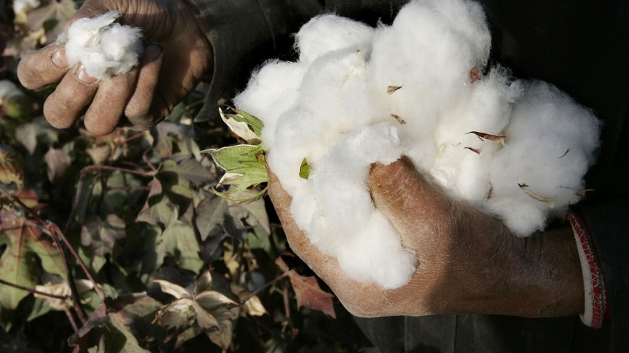 CHINAA new report says that certification programs such as BCI, GOTS and Cotton made in Africa can harbor ties to forced labor in Xinjiang. COTTON