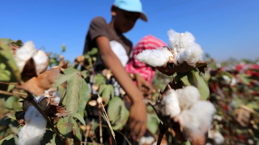 Applied DNA announced a development in its cotton genomics program it feels can bring forensic proof of cotton authenticity and provenance.