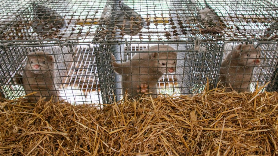 Mink in cages