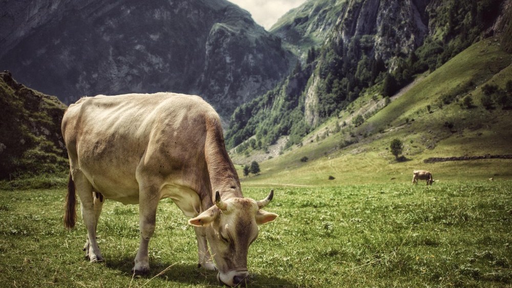 Koio's Capri Regenerative uses regenerative leather sourced from the Swiss Alps