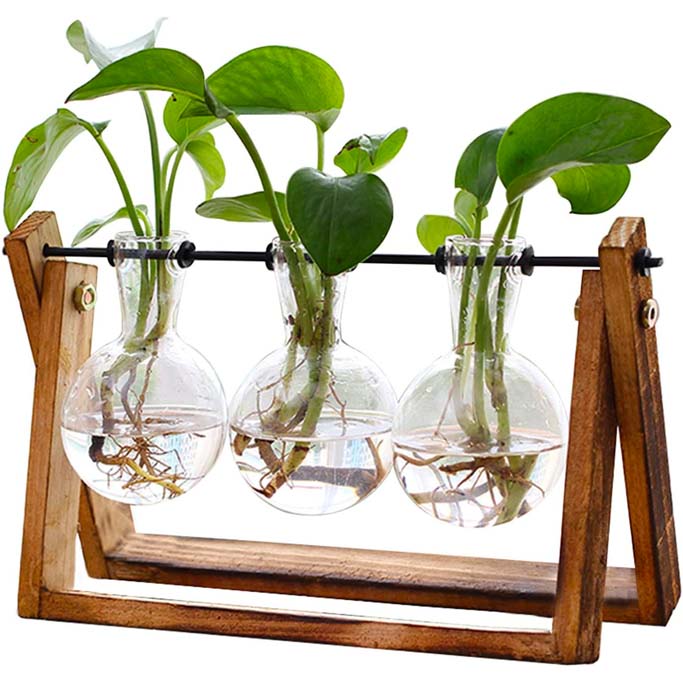 Plant terrarium