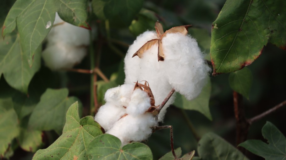 Cone Denim is reaffirming its commitment to responsible sourcing through continued partnership with tracing technology Oritain.