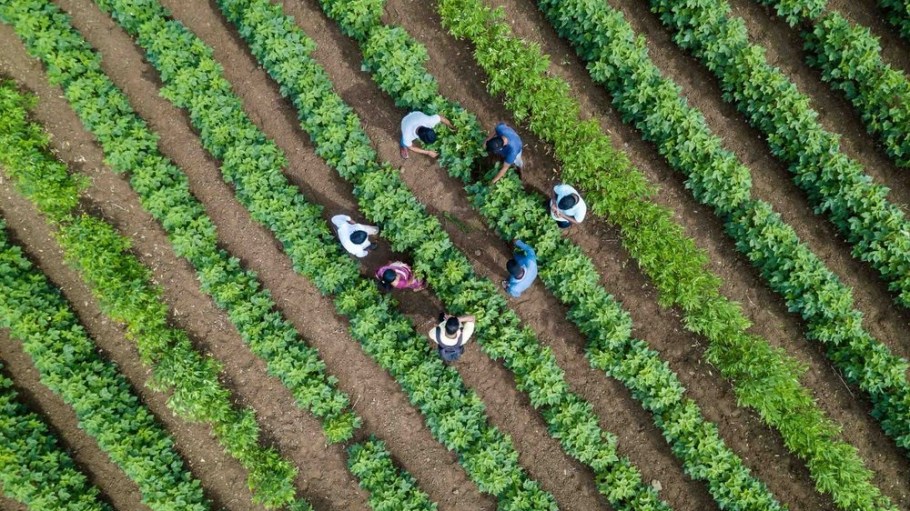 The Organic Cotton Accelerator joined the Sustainable Apparel Coalition to support its commitment to unleash the "organic cotton effect."