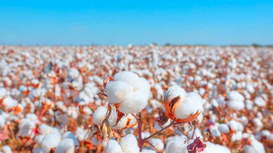 Cotton prices seem to have stabilized from their pandemic and China trade war-induced spike, but are now subject to economic jolts.
