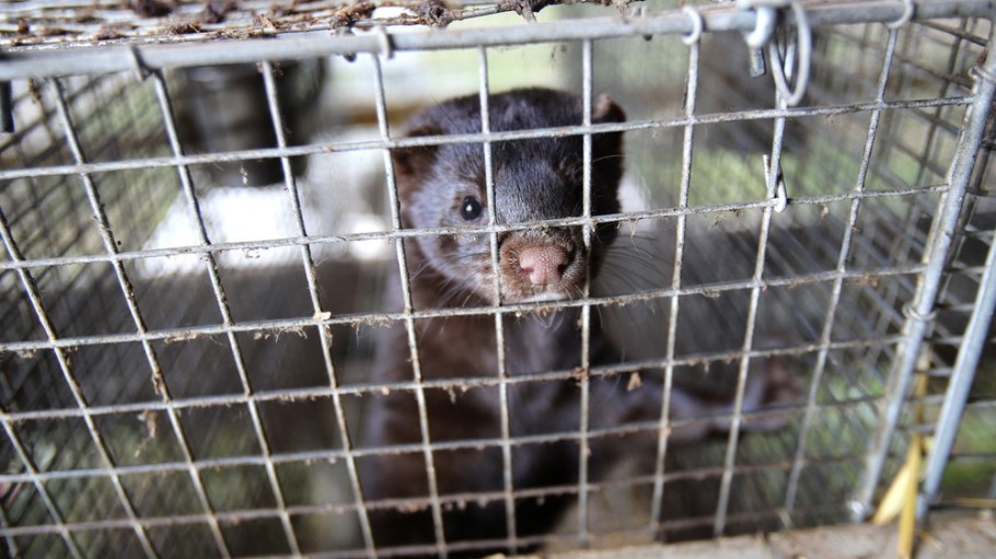mink