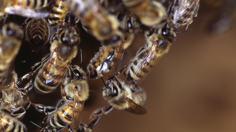 A swarm of honeybees is constructing new natural combs in a log hive. The bees hang on to other in that job. Date: May 26, 2006 Photo by: Klaus Nowottnick/picture-alliance/dpa/AP Images