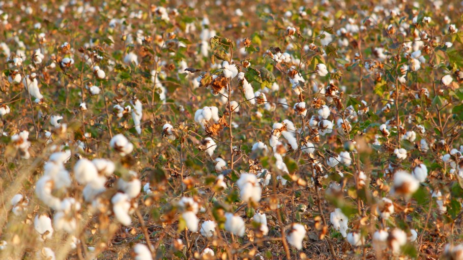 Cotton field.