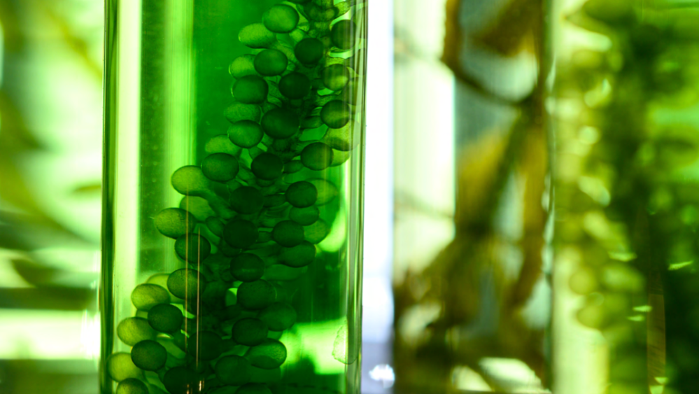 Vivid green close-up image of seaweed refracted in test tubes.