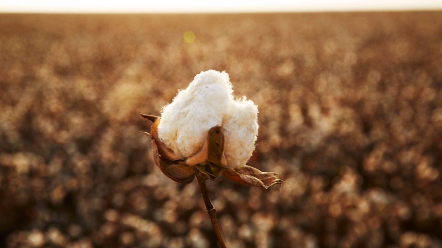 Supima announced a strategic partnership with TextileGenesis to establish a new industry benchmark platform for authenticating cotton.